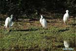 Aigrette